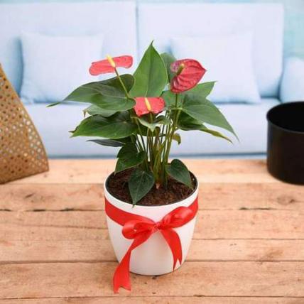 Symbol of Endless Love Red Anthurium - Gift Plant