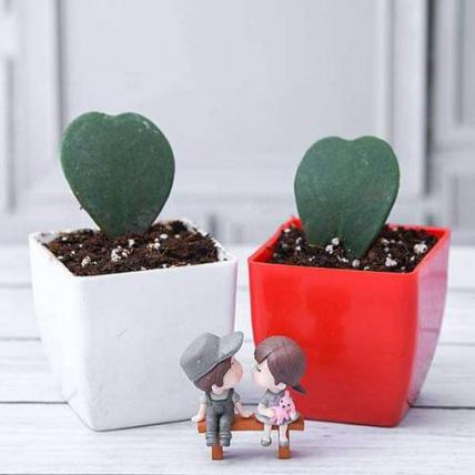 Sweetheart Hoya Plants with Cute Couple