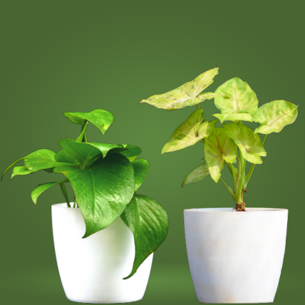 Money Plant & Syngonium Plant | Set of 2