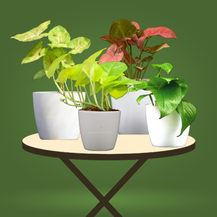 Money Plant & Syngonium Plant | Set Of 4