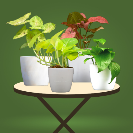 Money Plant & Syngonium Plant