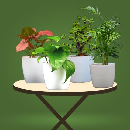 Beautiful Air Purifying Pot Plants | Set of 4