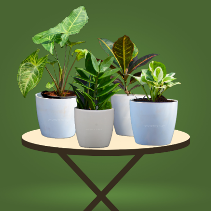 Affordable Combo Plants | Set of 4