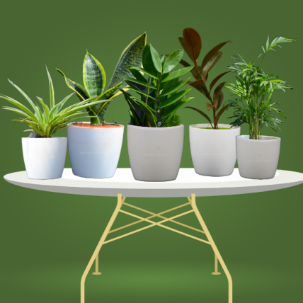 Best Air Purifying Pot Plants Pack | Set of 5