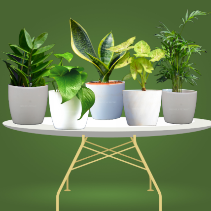 Best Home & Office Pot Plants Pack