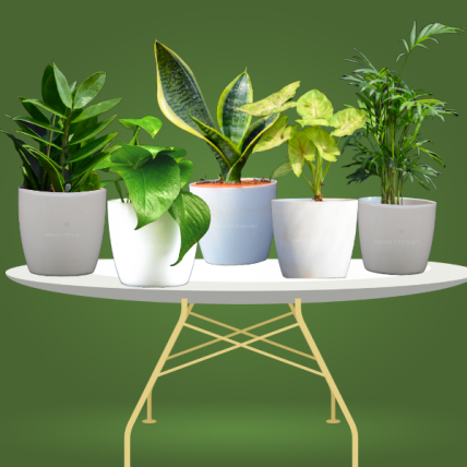 Best Home & Office Pot Plants Pack | Set of 5