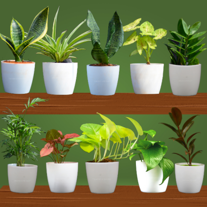 Best Home Combo Pot Plants Pack