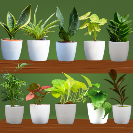 Best Home Combo Pot Plants Pack | Set of 10