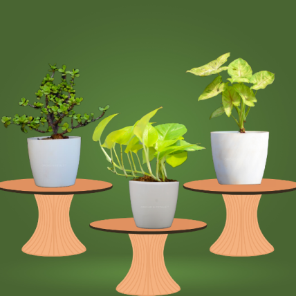 Air Purifying Pot Plants 