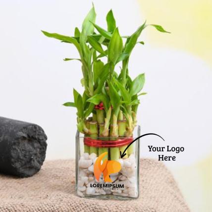 Lucky Bamboo Plant with personalized Logo