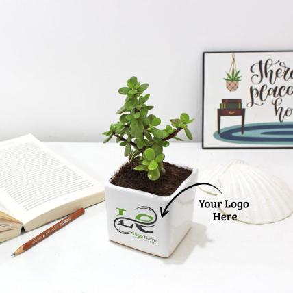 Jade Plant with personalized Logo