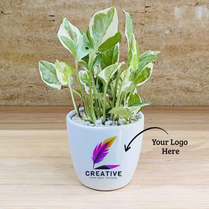 N joy Pothos Plant with personalized Logo