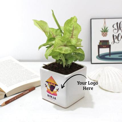 Mini Green Synonium Plant with personalized Logo