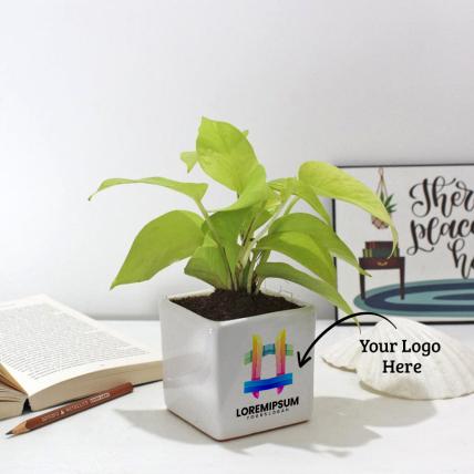 Golden Pothos Plant in White Sqaure Glacier Ceramic Pot