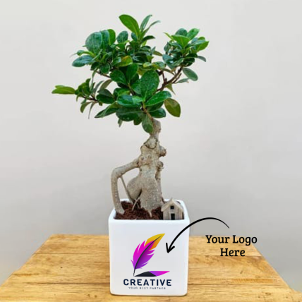Ficus Bonsai Plant with Personalized Logo