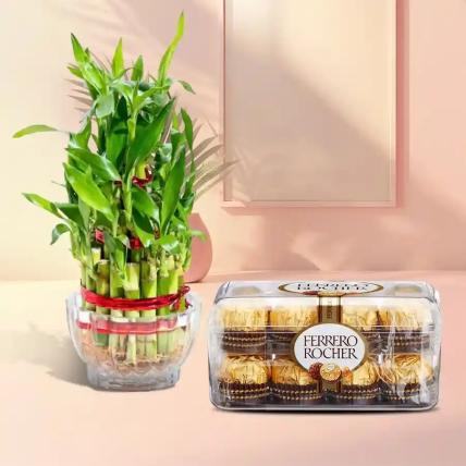 Lucky Bamboo Plant and Ferrero Chocolates