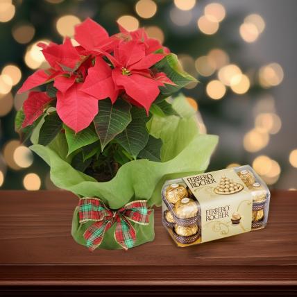 Poinsettia Plant with Ferrero Rocher Chocolate