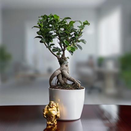 Wish Good Luck with Ficus Bonsai and Laughing Buddha