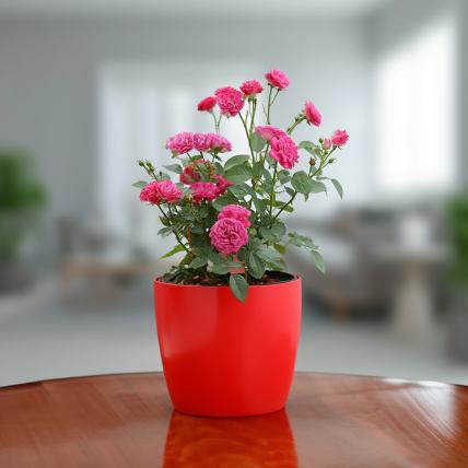 Admire True Love with Miniature Pink Rose